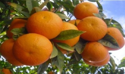 تفسير حلم البرتقال للحامل