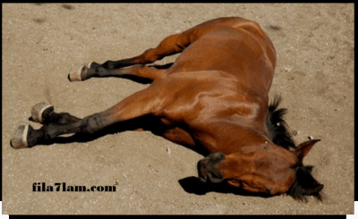 تفسير حلم موت الحصان 2 - في الاحلام