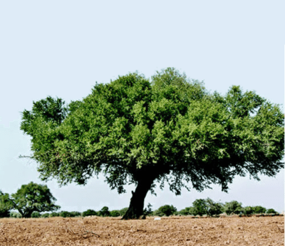 شجرة الزيتون في المنام