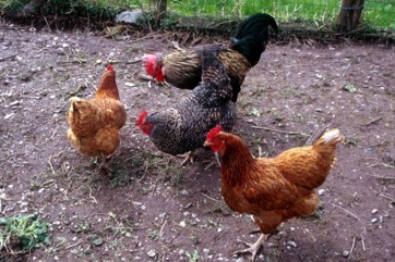 تفسير رؤية الدجاج الحي في المنام - في الاحلام