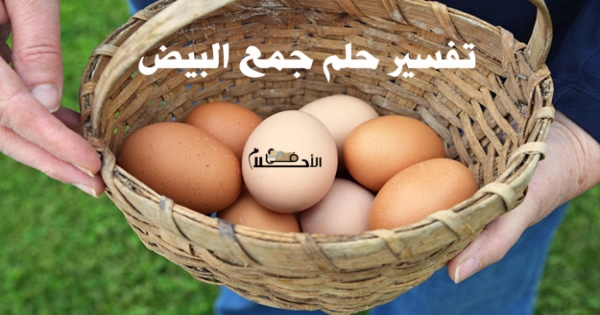 تفسير حلم جمع البيض من تحت الدجاج في الاحلام