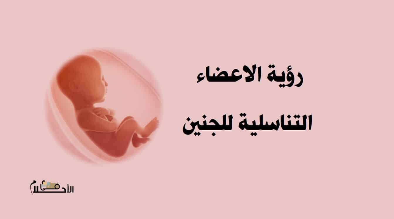 تفسير حلم رؤية اعضاء التناسلية للجنين للحامل في الاحلام