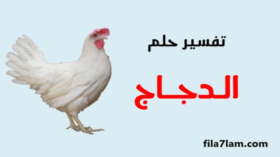 تفسير حلم الدجاج في المنام ورؤية الدجاج المذبوح او الحي وتنظيفه واكله