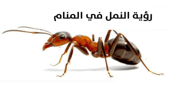 تفسير حلم النمل في المنام