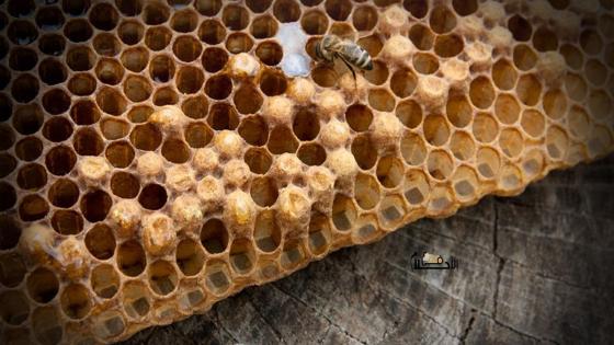 هل وجود خلية النحل في البيت يدل على الرزق
